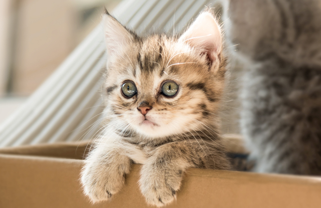 Hướng Dẫn Chăm Sóc Mèo Con 6 Tháng Đến 1 Tuổi - Chăm Sóc Thú Cưng Tại Nhà  Như Chuyên Gia