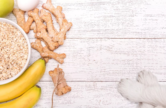 12 thực phẩm chữa tiêu chảy cho chó tại nhà