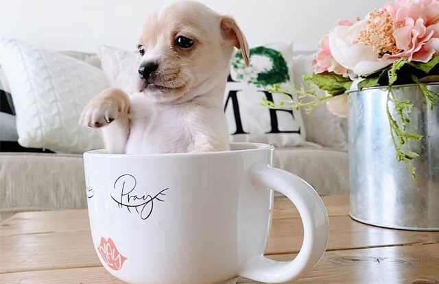 Chó Chihuahua Teacup