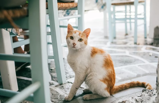 Top 6 Dấu Hiệu Loạn Sản Xương Hông Ở Mèo - Cách Trị - Chăm Sóc Thú Cưng Tại  Nhà Như Chuyên Gia