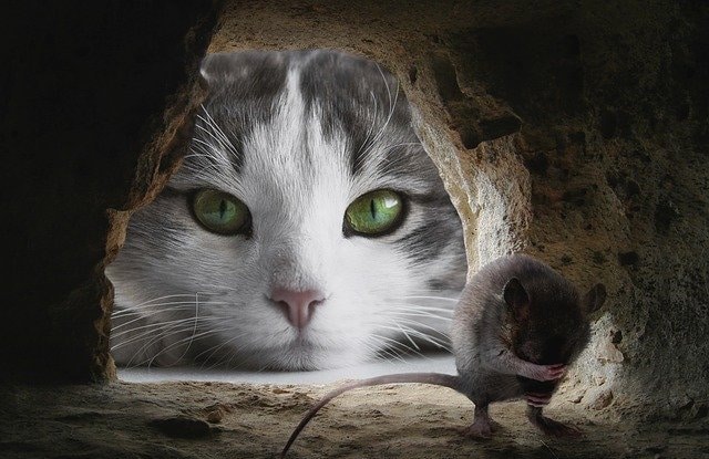 Mèo Ba Tư Bắt Chuột