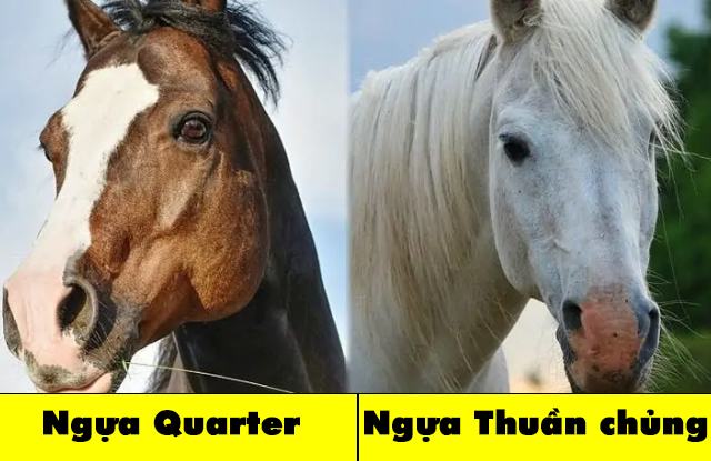 Ngựa Quarter Và Ngựa thuần chủng