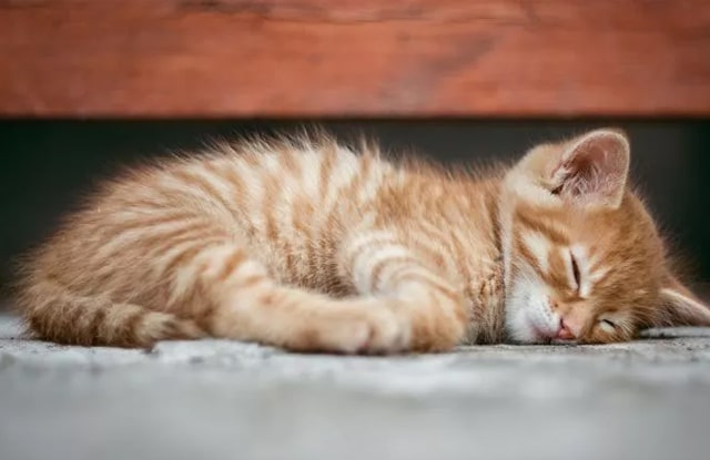 Tại sao mèo ngủ nhiều?