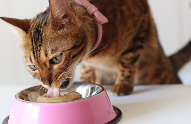 Muối trong thức ăn cho mèo