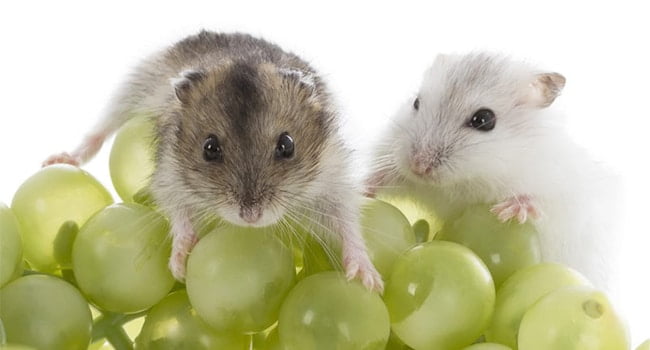 Chuột Hamster Ăn Nho Được Không? Hướng Dẫn Cho Ăn 1 Chuot Hamster An Nho Duoc Khong