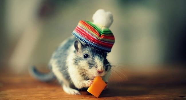 Có nên cho chuột hamster ăn phô mai nhiều không? 2 Chuot Hamster An Pho Mai