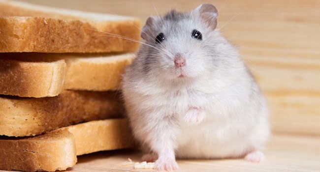 Hamster ăn bánh mì được không? Hướng dẫn cho ăn an toàn 4 Co Nen Cho Chuot Hamster An Banh My
