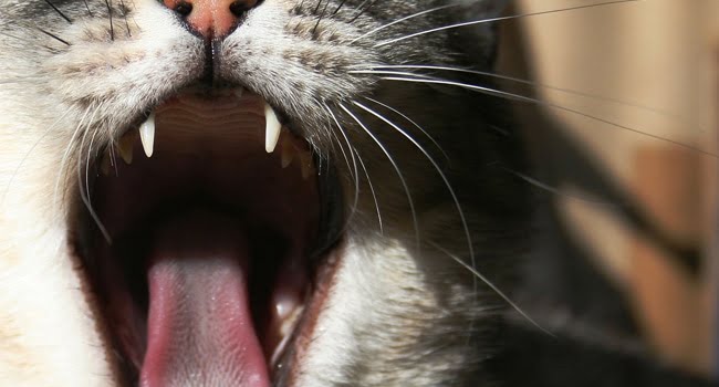 Nguyên Nhân Mèo Bị Hôi Miệng - Cách Điều Trị Hơi Thở Mèo Hôi 1 Hoi Tho Hoi O Meo