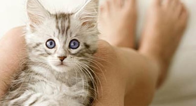 Đón Mèo Mới Về Nhà: 6 Bước Chăm Sóc Đúng Chuẩn Ngày Đầu 10 Kien Thuc Cham Soc Meo Co Ban