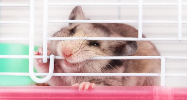 Chuột hamster cắn lồng: Nguyên nhân, tác hại và giải pháp 5 Ly Do Chuot Hamster Can Long