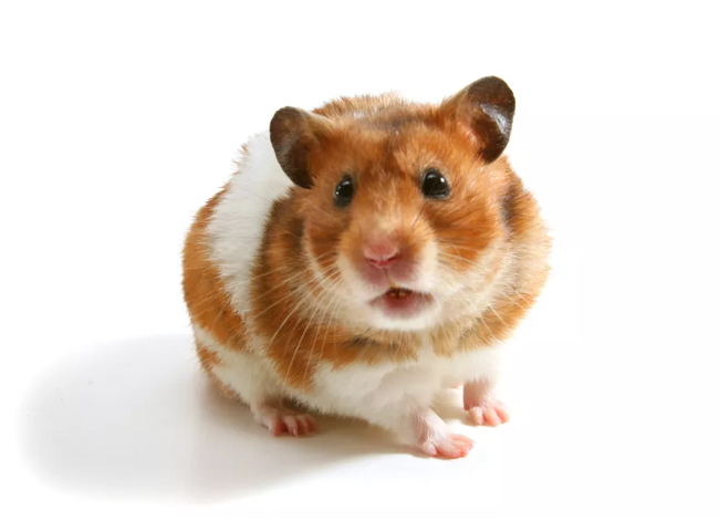 Áp Xe Ở Hamster - Nguyên Nhân - Triệu Chứng - Cách Điều Trị 30 ap xe o chuot hamster