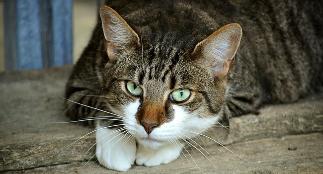 Suy Tim Sung Huyết Ở Mèo: Dấu Hiệu Và Cách Xử Trí Đúng 1 Benh Suy Tim O Meo