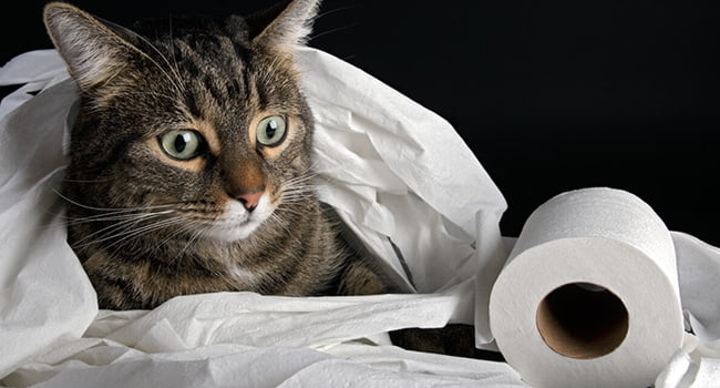 Tiêu Chảy Ở Mèo Do Ký Sinh Trùng: Cách Phân Biệt Và Xử Lý 5 benh tieu chay o meo