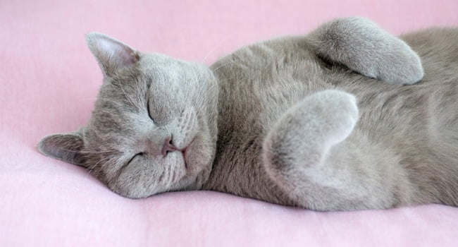 Bệnh Cơ Tim Đại Phí Ở Mèo Triệu Chứng Cách Điều Trị 14 Benh Tim Phi Dai O Meo