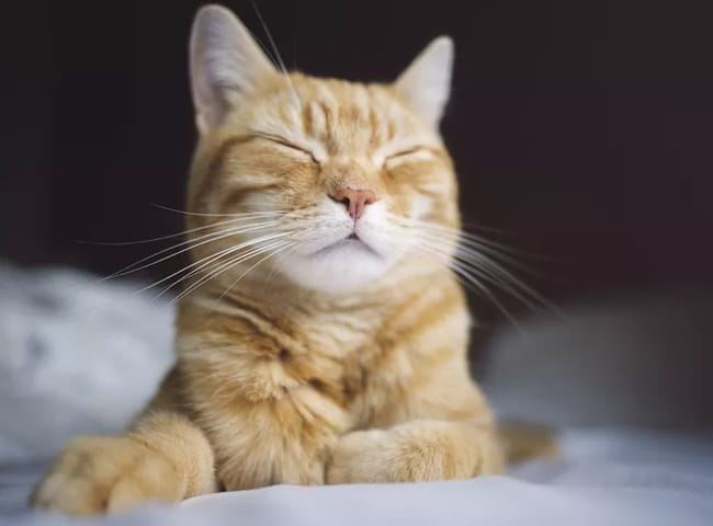 5 Bệnh Truyền Nhiễm Ở Mèo Phổ Biến Cần Lưu Ý 5 benh truyen nhiem o meo