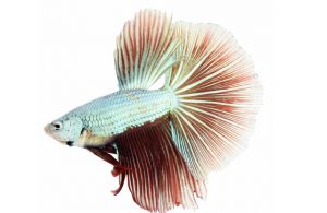 Hướng Dẫn Chăm Sóc Cá Betta Rồng - Các Lưu Ý - Thichthucung.com