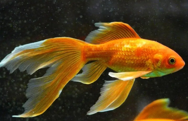 Hình ảnh cá vàng đuôi quạt