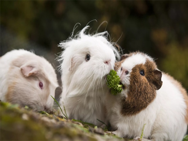 cach cham soc bo u 1