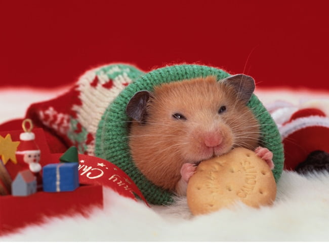 Giữ Ấm Cho Chuột Hamster khỏi thời tiết lạnh