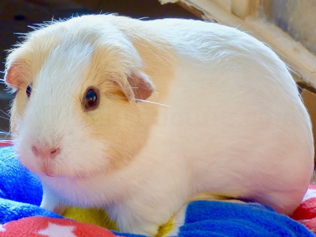 cham soc bo u lam thu cung