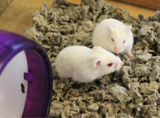 chào mừng đến với chuột hamster abino