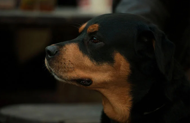 cho Rottweiler hinh anh 2