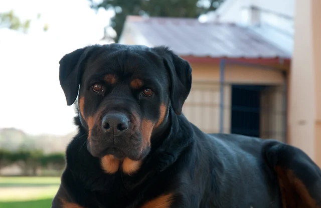 cho Rottweiler hinh anh 3