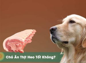 cho an thit heo