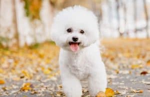 Con Cho Mini Top 6 Giống Chó Mini Dễ Thương Ngọt Ngào Nhất - Thichthucung.com