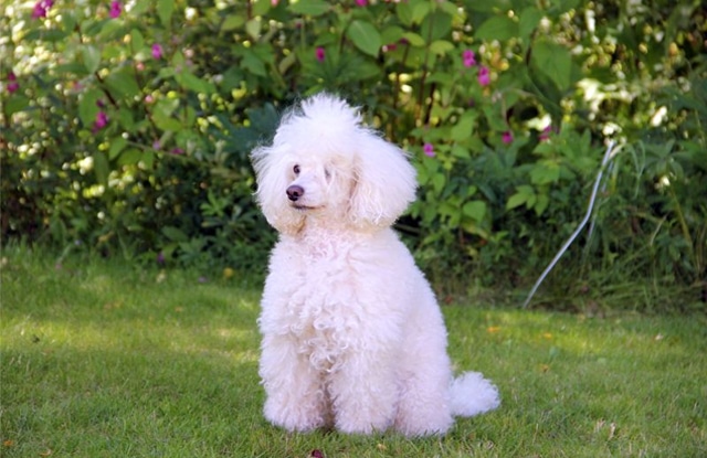 cho canh nho poodle toy