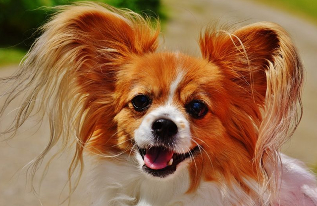 34 Giống Chó Chihuahua Lai Tuyệt Đẹp 71 cho chihuahua lai