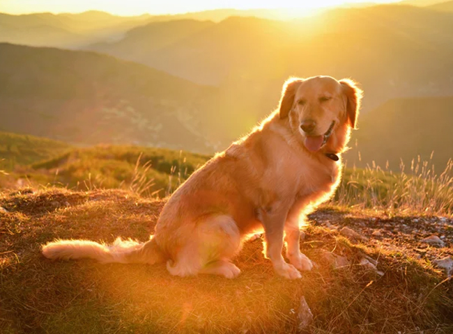 Chó Golden - Đặc Điểm - Tính Cách - 13 Bệnh Cần Lưu Ý Khi Nuôi 121 cho golden Retriever