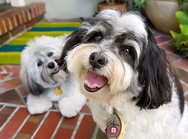Chó Havanese - Đặc Điểm - Tính Cách - 7 Bệnh Cần Lưu Ý 57 cho havanese