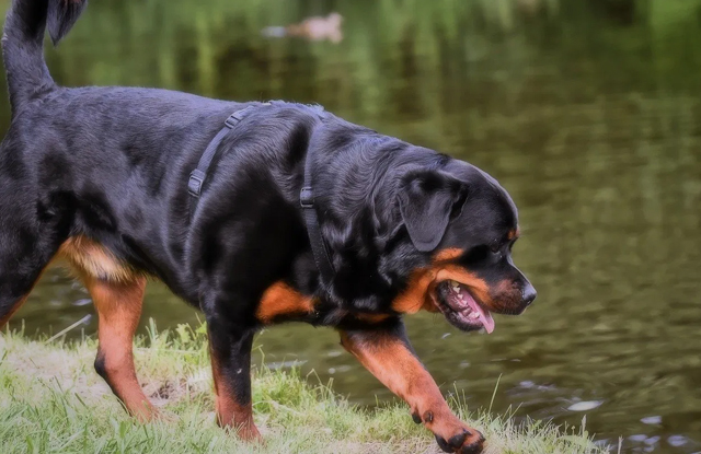 Chó Rottweiler Dòng Đại