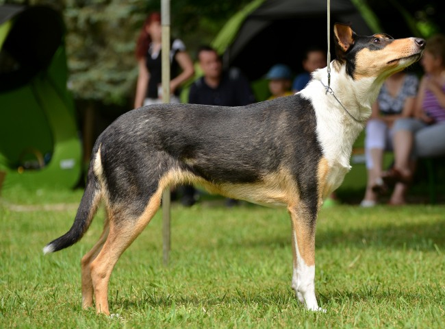 Chó Smooth Collie - Đặc Điểm - Tính Cách - 9 Bệnh Cần Lưu Ý 101 cho smooth collie long muot