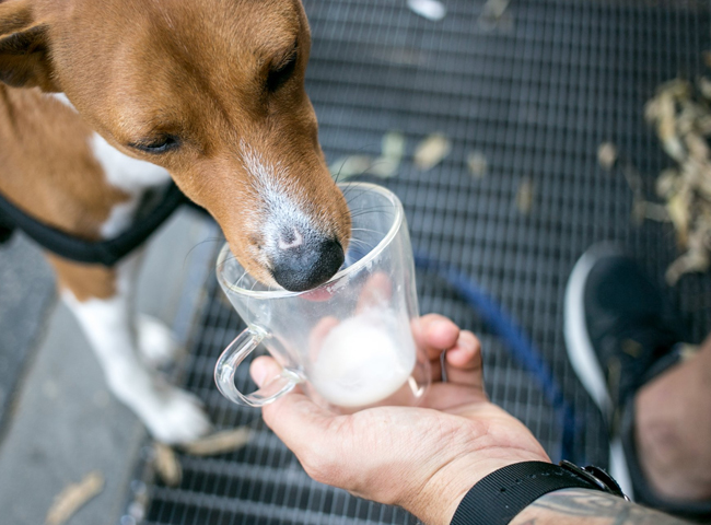 Chó có nên uống sữa không?