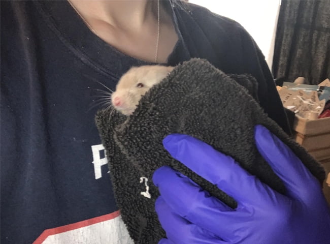 chuột hamster bị ốm