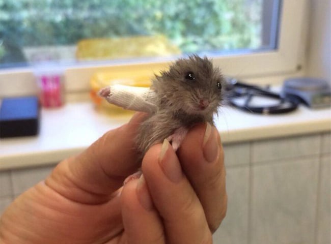 chuột hamster bị gãy xương cách điều trị