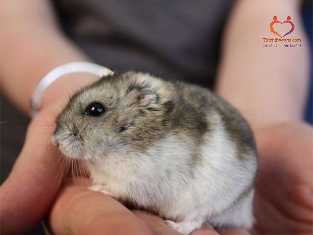 Chuột Hamster Quay Vòng Tròn 1 chuot hamster quay vong tron 1