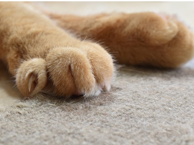 Có Nên Cắt Móng Vuốt Cho Mèo Không? Ưu Và Nhược Điểm 2 co nen cat mong vvuot cho meo khong