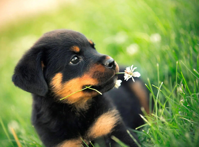 4 Bệnh Cần Lưu Ý Khi Nuôi Chó Rottweiler - Đặc Điểm - Tính Cách 53 giong cho Rottweiler