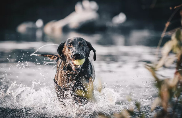 Chó Giỏi Bơi Lội