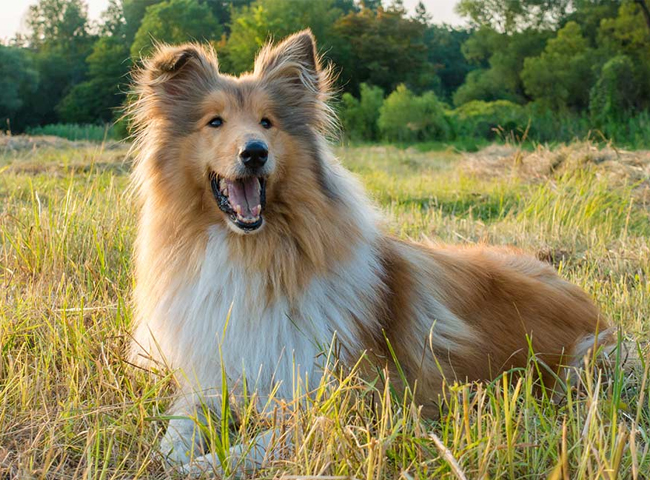 Chó Rough Collie - Đặc Điểm - Tính Cách - 6 Bệnh Cần Lưu Ý Khi Nuôi 105 giong cho rough collie