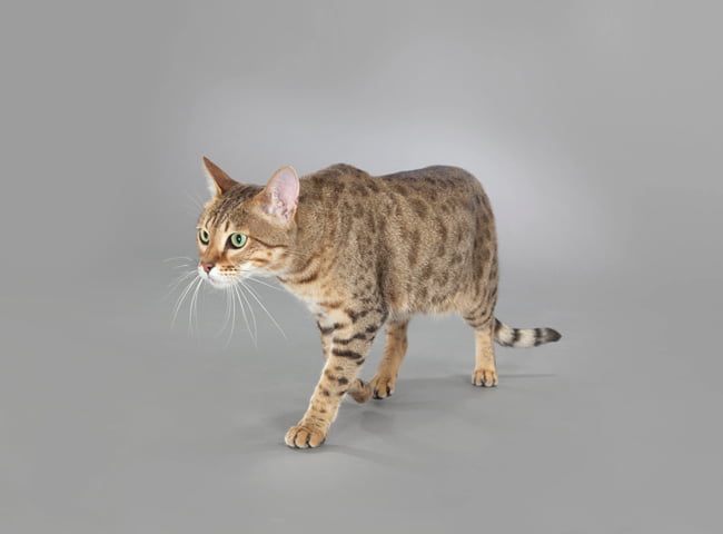 Mèo Savannah - Tính Cách - Điểm Nổi Bật - Cách Chăm Sóc 45 giong meo Savannah