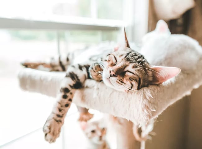 Top 10 Giống Mèo Phù Hợp Nuôi Ở Căn Hộ Chung Cư 8 giong meo phu hop nuoi o can ho chung cu