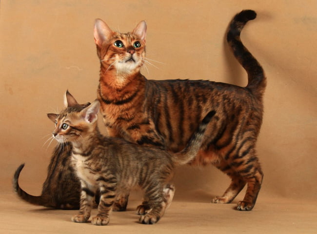 Mèo Toyger - Tính Cách - Những Điểm Nổi Bật - Cách Chăm Sóc 71 giong meo toyger