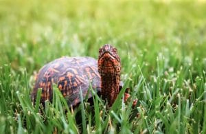 Top 10 Loại Rùa Cạn Phổ Biến Nhất Hiện Nay - Thichthucung.com