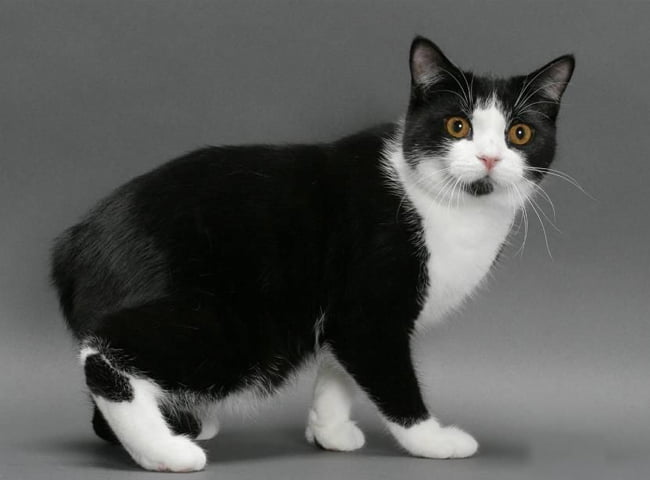 Mèo Manx - Đặc Điểm Nổi Bật - Cách Chăm Sóc - 