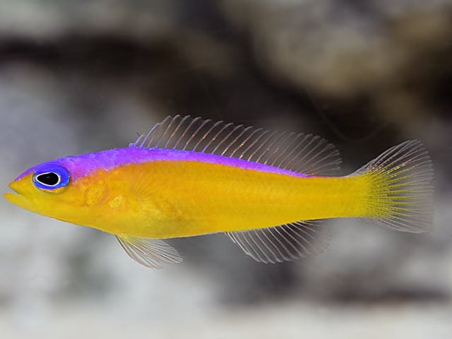 Cá Đạm Bì, Hồ Sơ Về Loài Cá Nước Mặn Hung Dữ 2 ho so loai ca dam bi