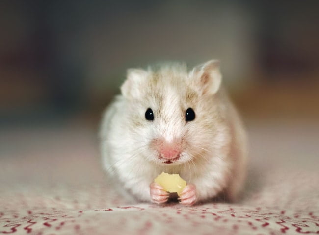 Làm Thế Nào Để Vỗ Béo Cho Chuột Hamster?
